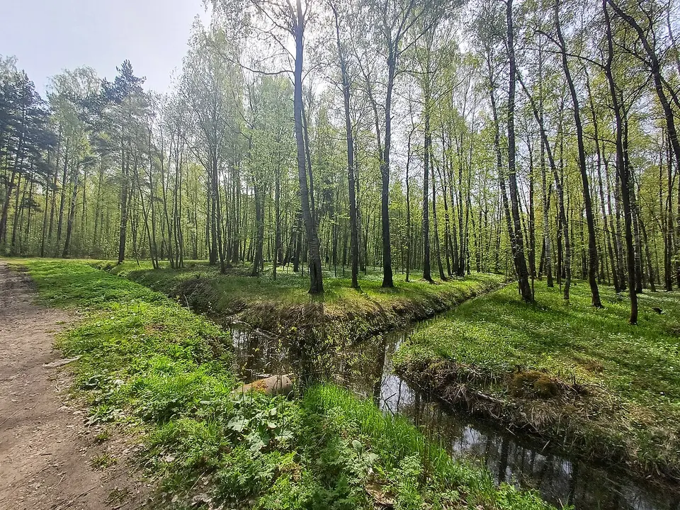 Парк Сосновая Поляна