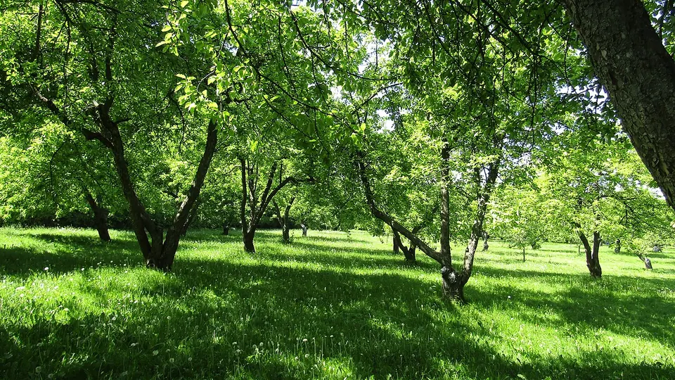 Казанский сад в Коломенском