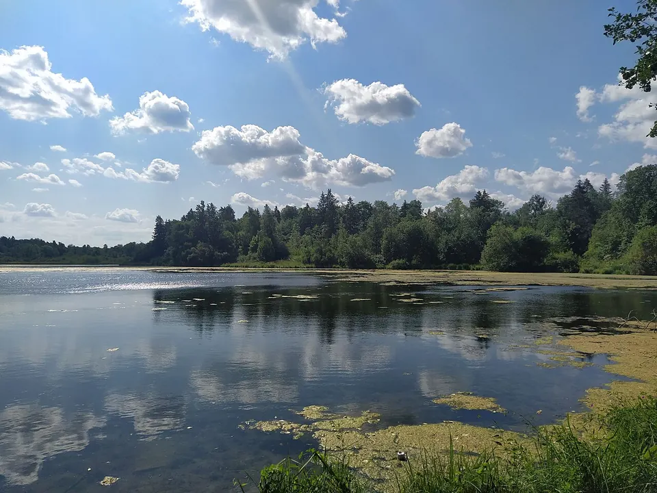Пруды Ропшинского парка и бумажная фабрика