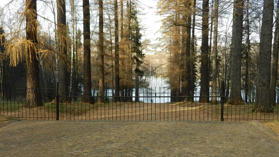 Лиственничная аллея в Середникове