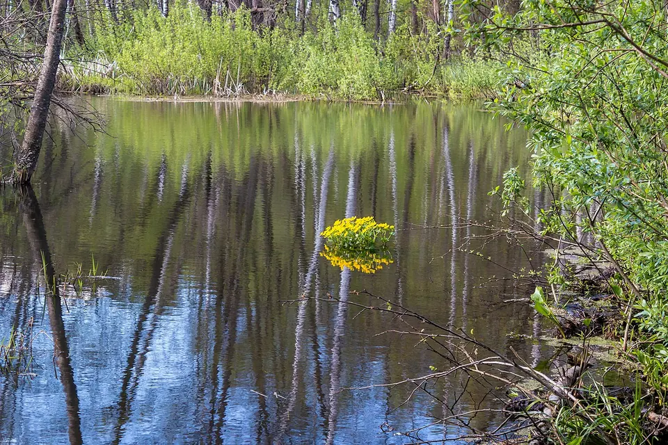 Лосиный Остров, Яузская аллея