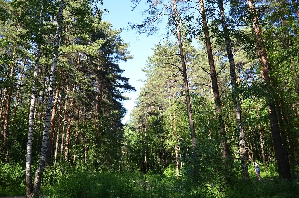 Пискарёвский парк