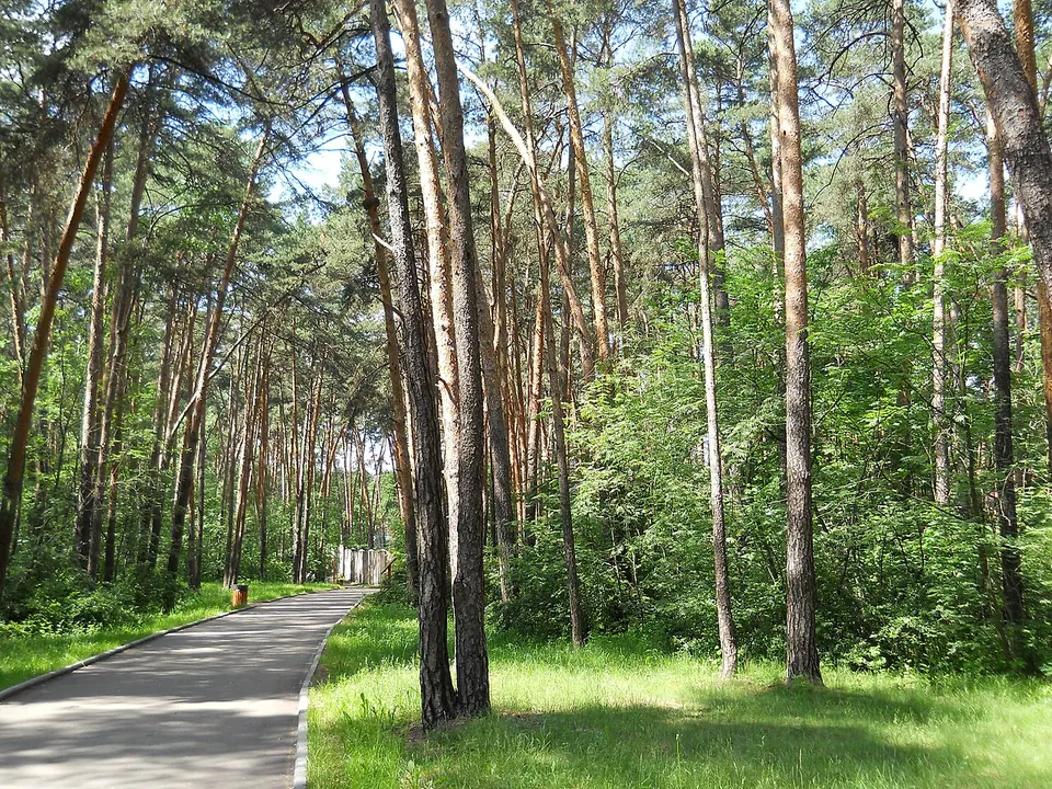 Серебряный Бор