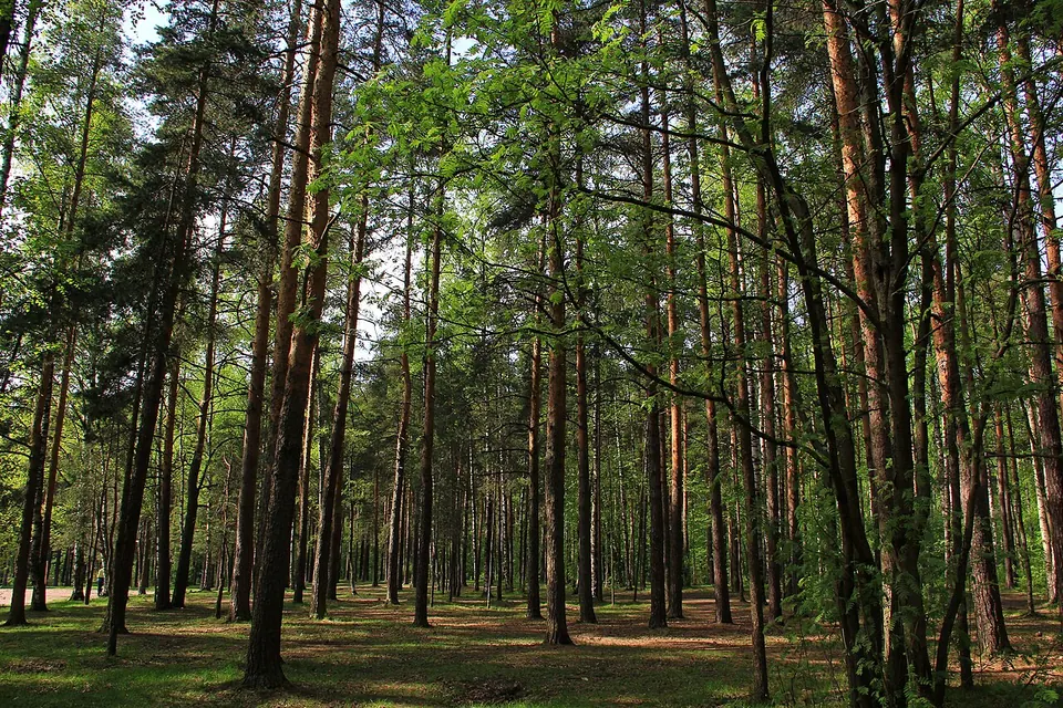 Парк Сосновка